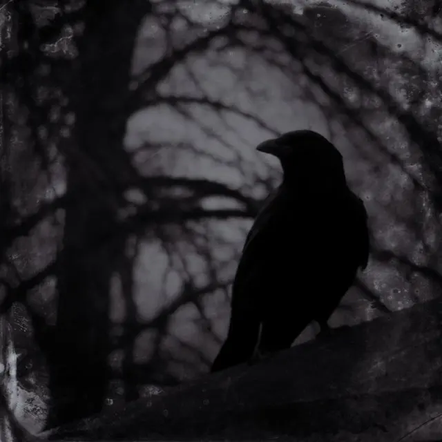 Damon Salvatore: The Tempting Vampire