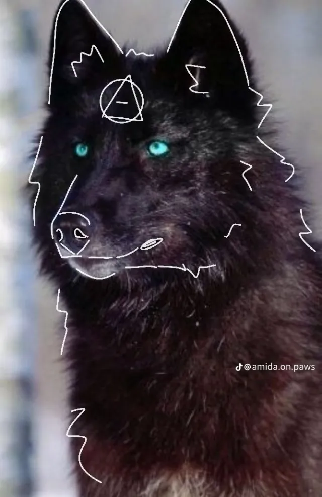 Xavier: Charming Wolf