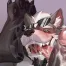 dog