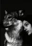 The Lycan King's Accidental Mate