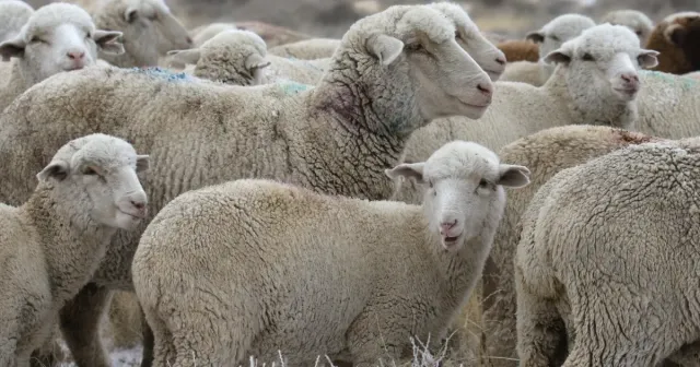 Eleven fucking sheep