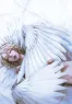 Beijamin (Cupid of love)