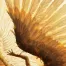 Finch Polivian || Angel