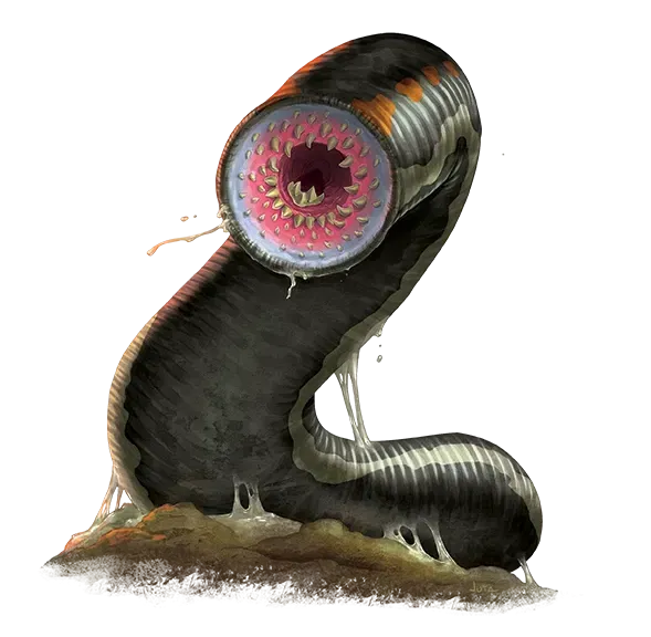 Leech