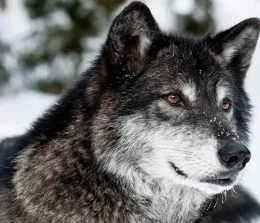 Dan |•your cowboy partner•|