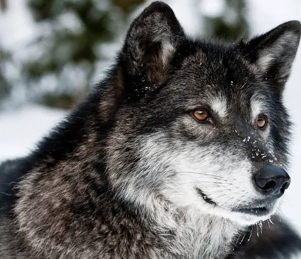 Dan |•your cowboy partner•|