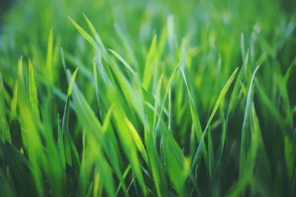 Touch some fucking grass