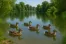The Duckettes