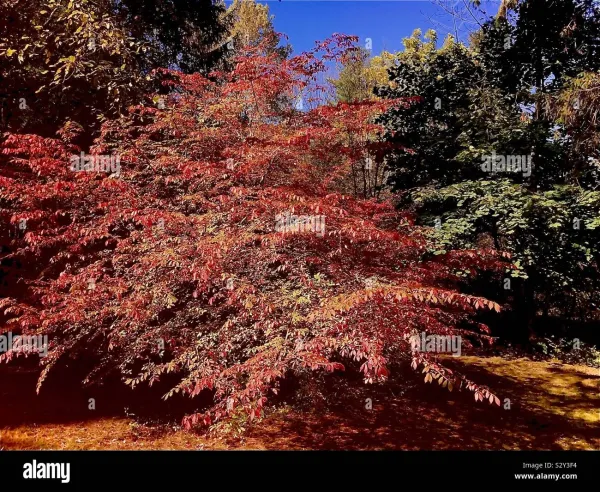 Lara Katseye [SHOWER]