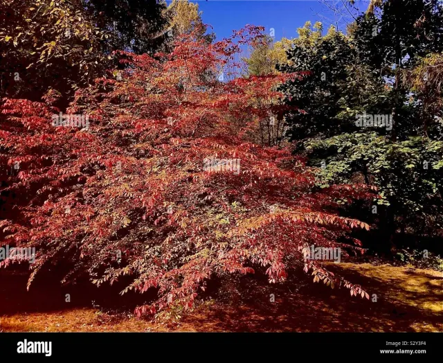 Lara Katseye [SHOWER]