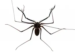 Scorpios Extermination Day