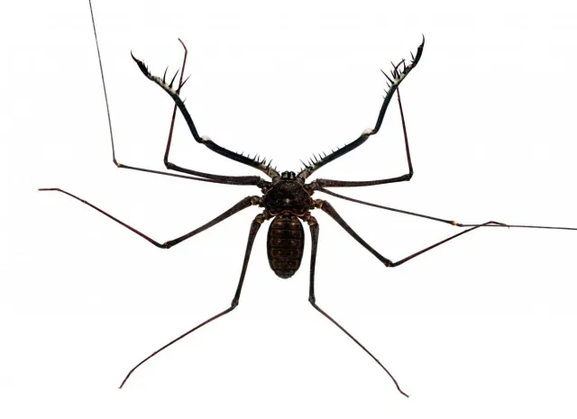 Scorpios Extermination Day