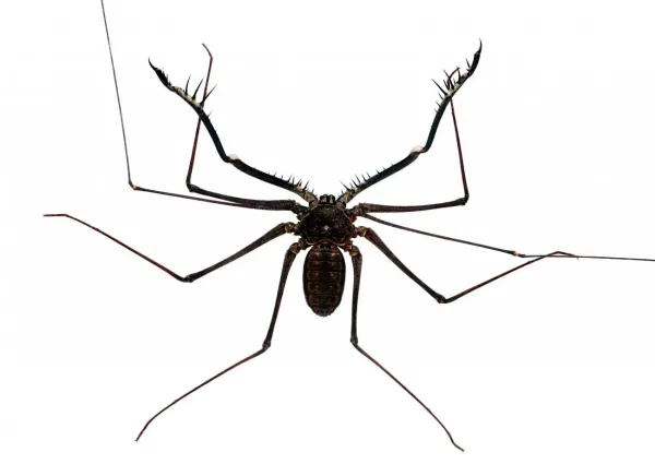 Scorpios Extermination Day