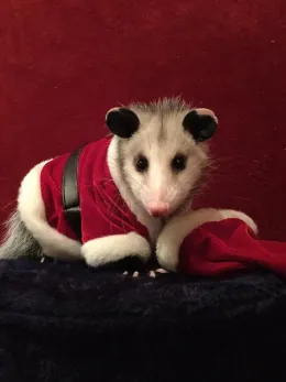 Sugar the Opossum